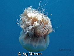 Gracefull Large bopping jelly fish. A640 with strobe Z240 by Ng Steven 